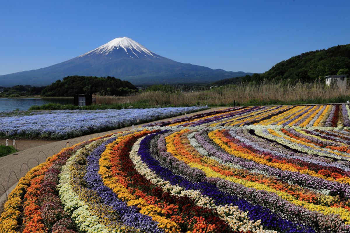 Oishi Park Flower Fields and Snow-Capped Mount Fuji