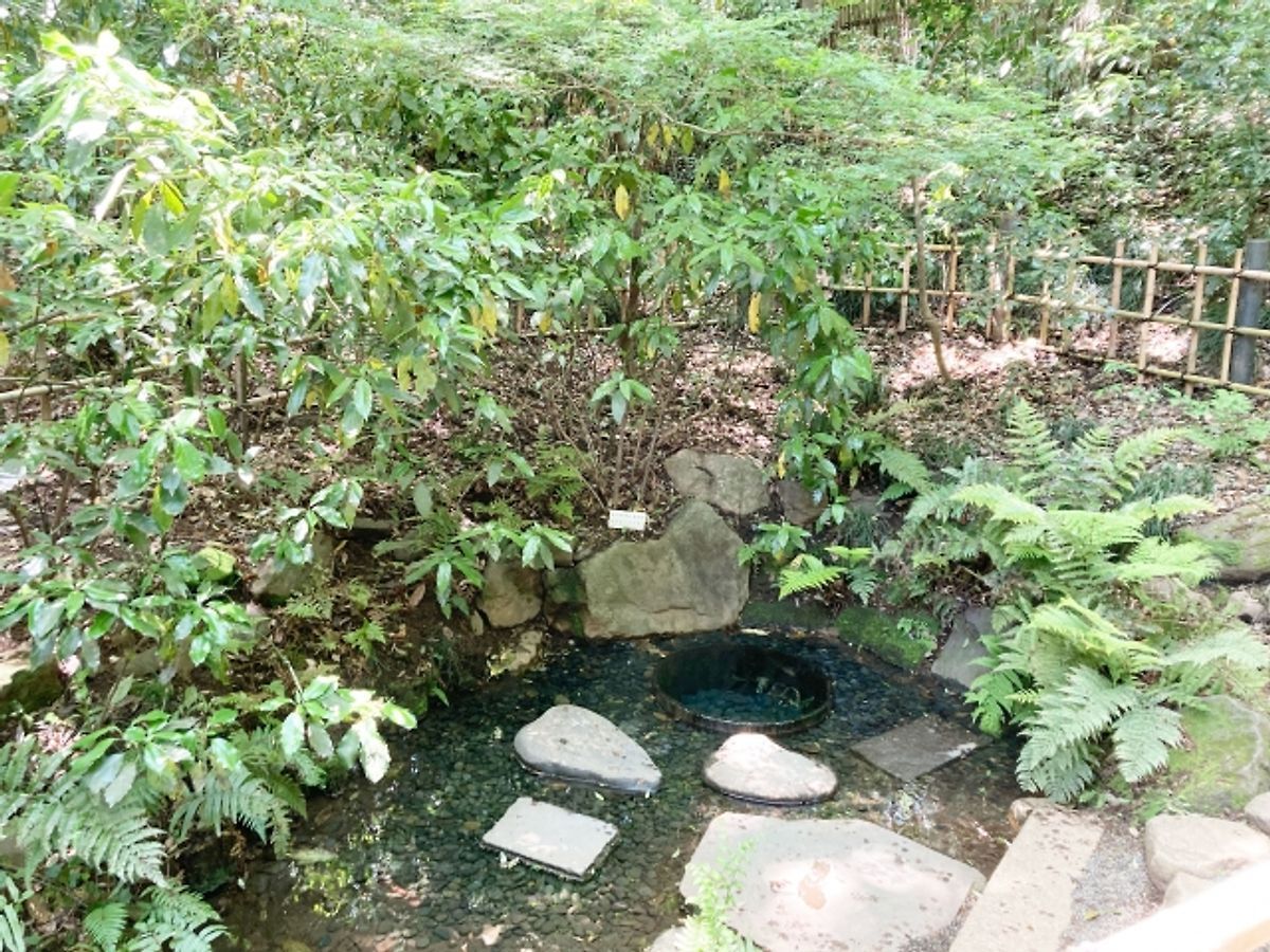 明治神宮 清正井