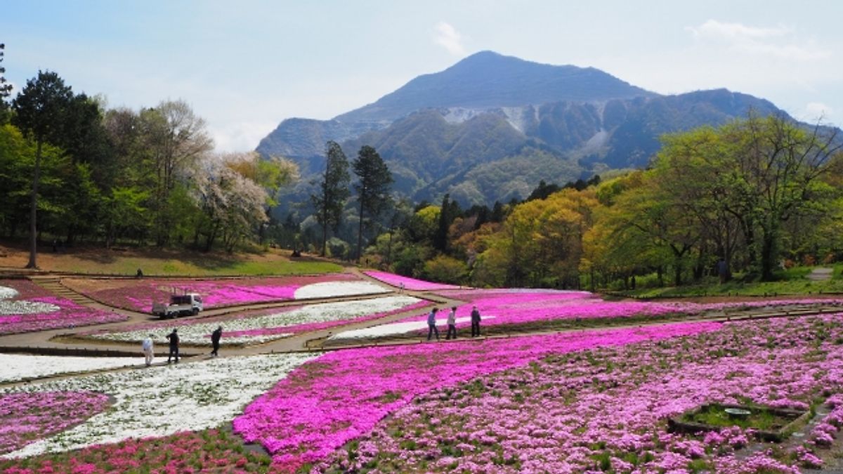 Spring at Hitsujiyama Park, Chichibu