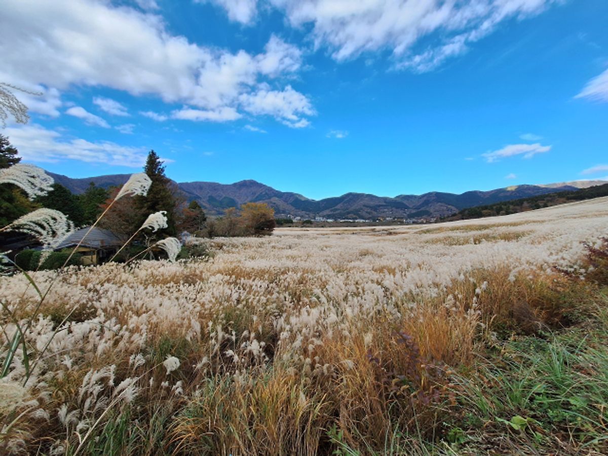 Sengokuhara Susuki Grassland under blue sky