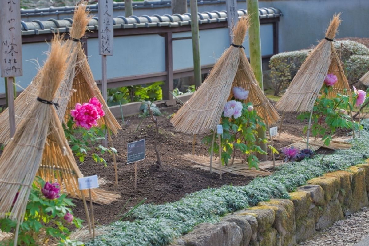 Winter Peony Garden