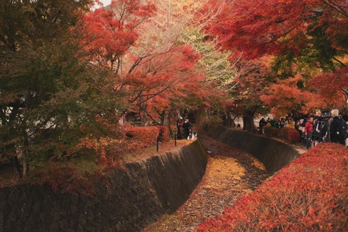 Lake Kawaguchi Maple Corridor