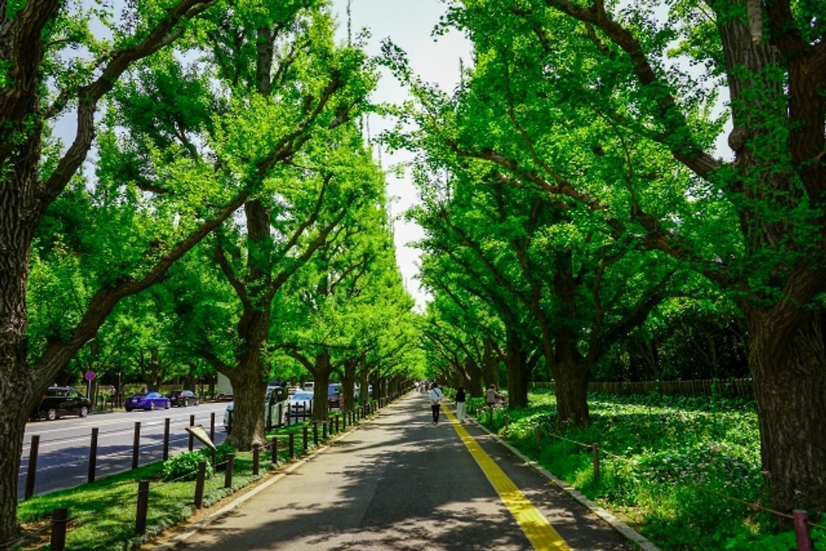 Meiji Jingu Gaien Ginkgo Avenue