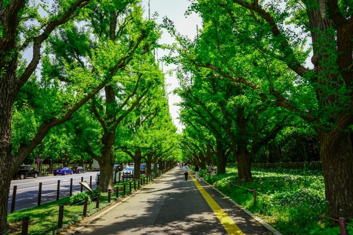 神宮外苑 繪畫館前 銀杏林蔭道