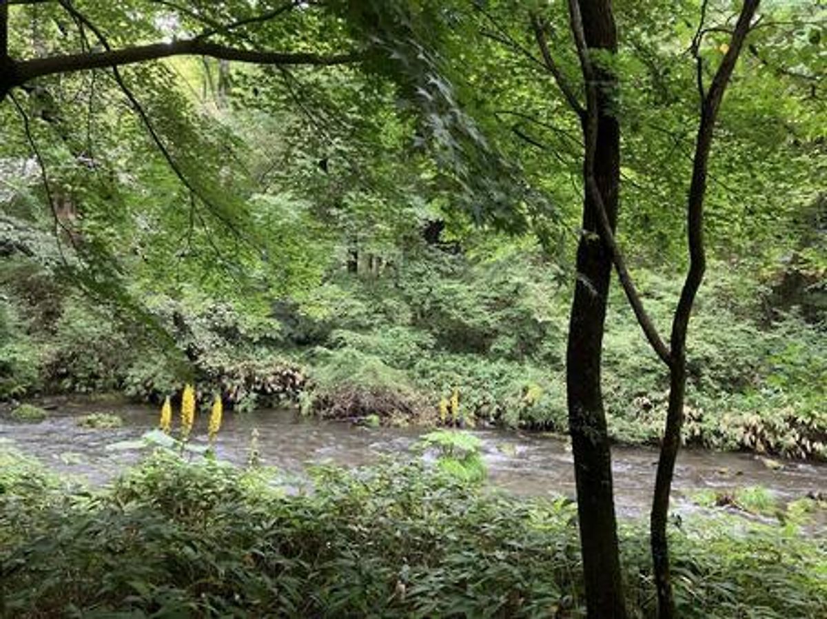 中軽井沢の清流、湯川