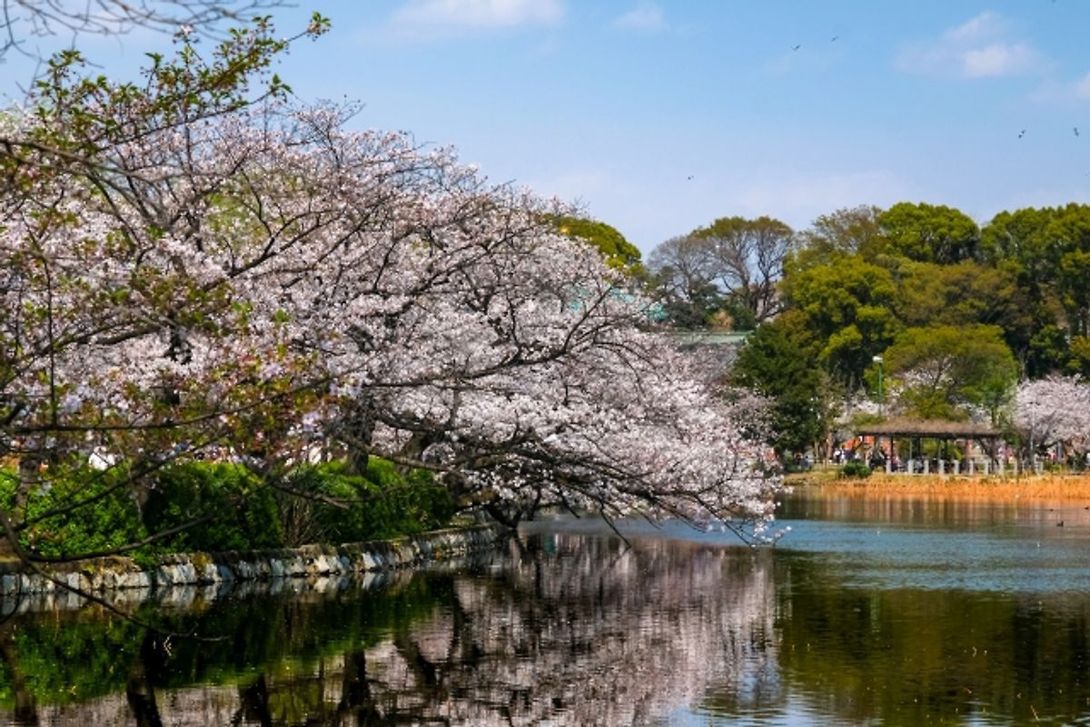 東京都台東区 春の上野公園 不忍池と桜_23300756_s
