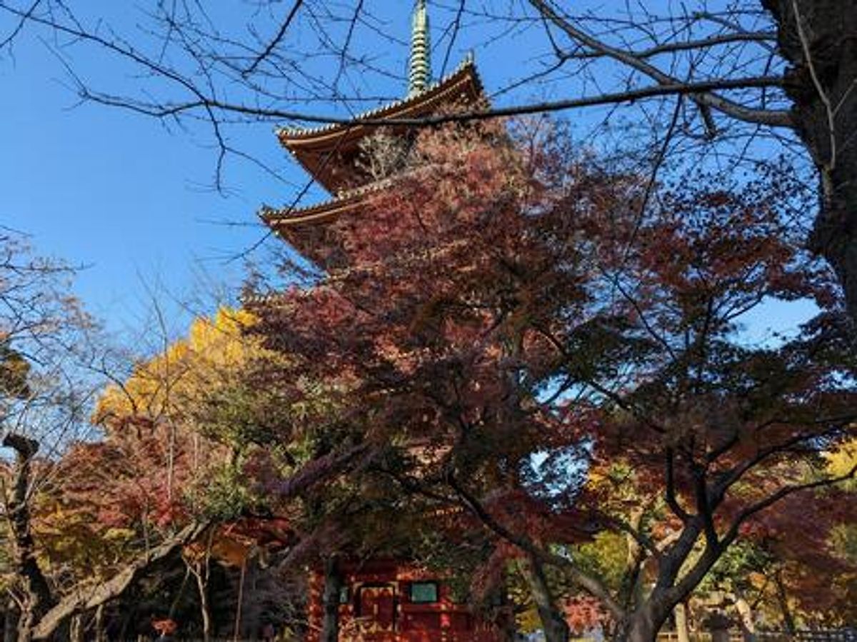 紅葉と旧寛永寺五重塔