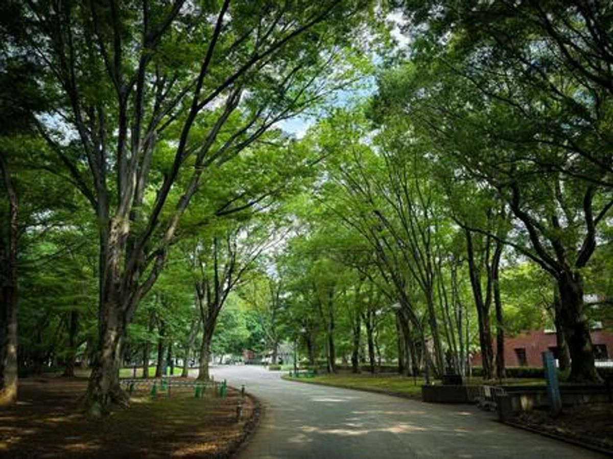 Ueno Park Sakura Avenue